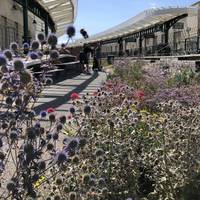 The amazing restoration of Folkestone Harbour station will be obvious. These beaut wildflowers greeted us between the old tracks