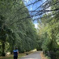 Keep to the main path, enjoy the tree-lined vista as you go.