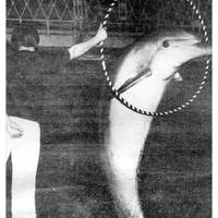 Various attractions have taken place at the swimming pool, like a dolphin show or boxing events.