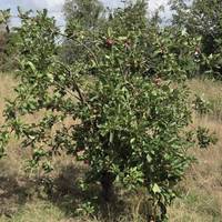 You'll notice an apple tree on your right 🍎🍏