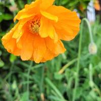 Look out for Californian Poppy in spring.
