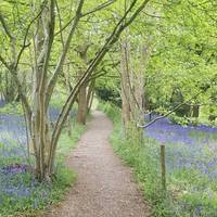 The path climbs quite steeply through trees with wonderful bluebells in spring.