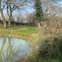 The pond on your left is of great importance as it’s home to a population of great crested newts.