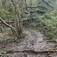 A fallen tree has blocked the path for a couple of years, so skirt round to the left.