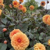 The quaint gardens are particularly pretty in summer and planted seasonally. These Dahlias caught our eye in particular.