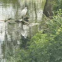 Egret on the stream