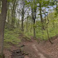 Along the water, you will find wild garlic in March/April, as well as bluebells in April/May.