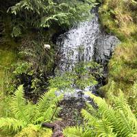 Enjoy the peace and tranquility as you wander. On either side of the path there are many little waterfalls, mosses and ferns to admire.