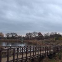Woodberry Wetlands is a part of London Wild Life Trust and lots of amazing people volunteer to keep The reservoirs clean and protected.