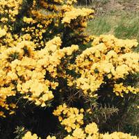 We spot a lot of gorse on the way, the bright yellow bushes being the only flowering plant able to survive the harsh winds