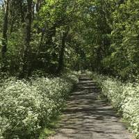 Wild garlic covers the path in September. There is a crossing over a one-track road here so keep an eye if you have kids with you. 
