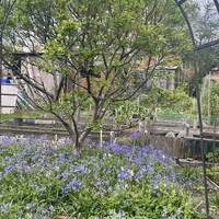 The provision of allotments was an important part of the design of the Moor Pool Estate and they are interspersed between the houses.