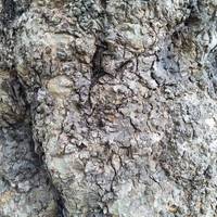 Beside the meeting point there is an old London Plane tree. Take a close look at the bark, and feel the texture. Can you see any faces?