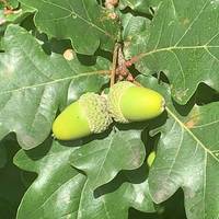 The green acorns will turn brown before falling to the ground. These are surrounded by a bunch of the oaks lobed leaves