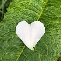 Fallen rose petals suggest the origin of the heart?
