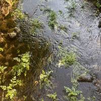 The river is full of fish and plants in the early summer.