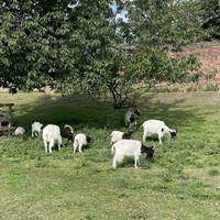 Head onto the main cobbled path between the stone gateposts. You may notice some of the animals on either side of you from the Home Farm.