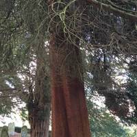 There are a large selection of mature trees at Woodbury, including cedars, pines, oaks and yews.