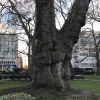 The square has handful of grand and beautifully gnarled London Plane trees.