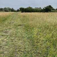 Welcome to the meadow! Ahead of you is a wide path. Try to stick to it to avoid trampling on the taller grasses and wildflowers.