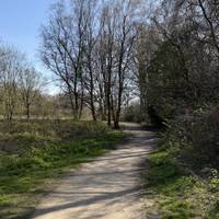 Follow the hard path forwards towards the trees.