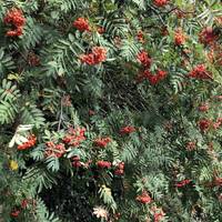 Look out for the signs of the season as you walk. These Rowan berries are bright orange in Autumn.