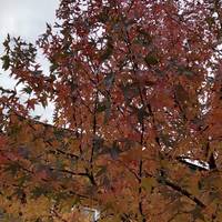 This is the car park. It doesn’t look like one from this pic but it is! And is tree lined with the most beautiful American Sweet Gums.