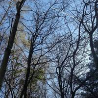 Mixed woodland creates a roof in this area of woodland in the care of the woodland Trust