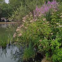 Walk down to the pond edge to see the waterfowl who have made Barnes Pond their home and admire the colours of the wild flowers.