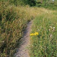 Follow the path through the flower meadow