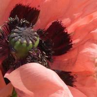 The colourful flowers brighten your commute, provide pollen for bees and other insects, and improve air quality 