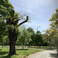 Walk along Ingrave Road towards Shenfield Common, cross over at the lights and turn right into Seven Arches Road.