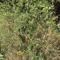 And this is hoary mustard