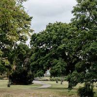 Find the old oak and hawthorn trees from the time when this area was fields and hedgerows. Continue wandering through the park.