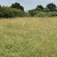Hawkfield Meadow is looked after by the Avon Wildlife Trust and there are frequent community events to help care for it.