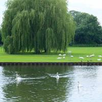 This area is home to a number of swans.