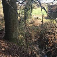 Continue north along the path with the brook on your right, passing the horse stables and paddocks.