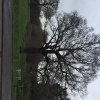 Start at Belmont Open Space. Walk to the back of the park where there is a public footpath