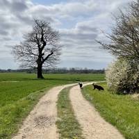 Start at the point indicated. Park on the hard standing of the barn under the footpath sign.  Walk down track past barn towards this tree