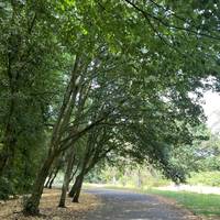 This walk is mostly flat. Head into the park through the gate and mind the bollard as you go. Continue ahead.