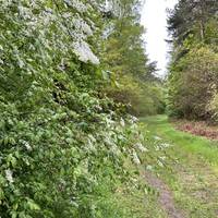 At a T-junction of paths turn left and continue. During the spring you may be lucky enough to spot blossom on the trees.