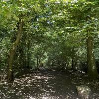 Today we are sticking to the main path but head off on any of the side paths if you'd like to explore further. The woods are lush!