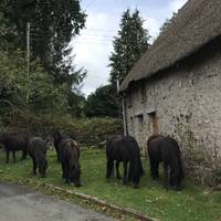 Wild Dartmoor ponies.