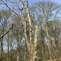 On your left look out for the dead tree that is fantastic habitat for invertebrates and look out for fungi through the winter.