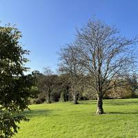 Look left to find three rowan trees. Known as ‘Mountain Ash’ it has feathery leaves, white flowers, and bright red fruits which birds love.