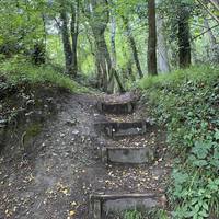 Take the steps up to enjoy this linear woodland walk. This area is part of the Worcestershire wildlife trust.