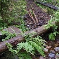 There's no right or wrong way, go where the forest takes you. 