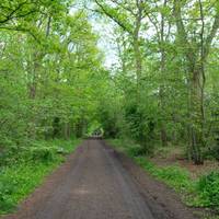 High Woods was once within the medieval Royal Forest of Kingswood & was valued for its timber.