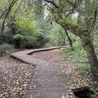 Wonder among ancient tees, tangled roots and dappled light in this wild and mysterious corner of Moseley.
