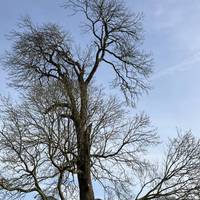 Pass the big beautiful old ash tree on your right.